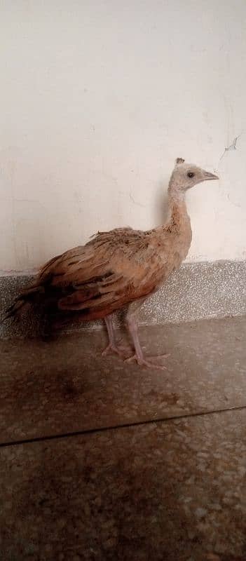 Blue shoulder peacock chick 1