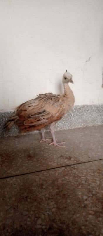 Blue shoulder peacock chick 2