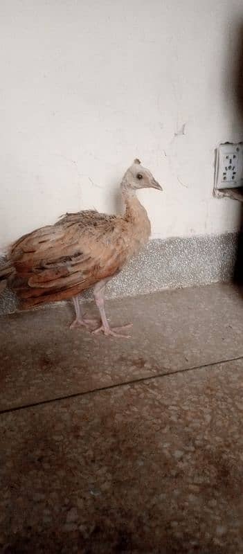 Blue shoulder peacock chick 3