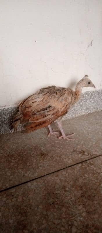 Blue shoulder peacock chick 4