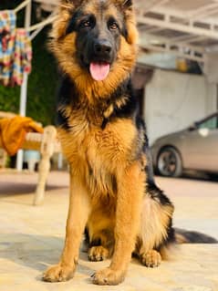 German sheparh full vaccinated