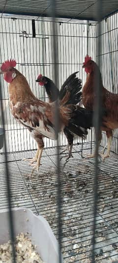 Desi Hens for sale