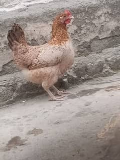 starter hens are available final 3000 for both and 1500 each