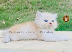 Bombastic Quality Persian Kittens Furball