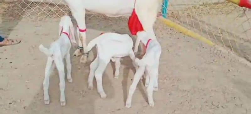 Rajanpuri Bakri Our 3 Bacchon Ka Sath For Sale Call'"03124712598 0