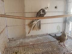 cockatiel young pairs hand tame friendly for sell 4500