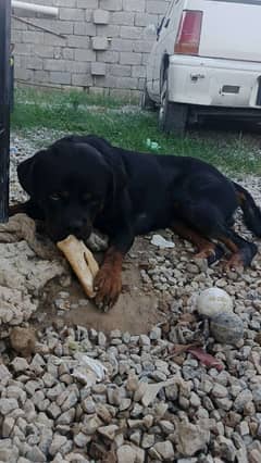 high quality Rottweiler male