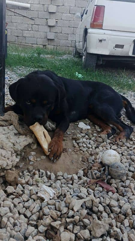 high quality Rottweiler male 1