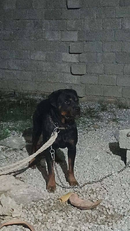 high quality Rottweiler male 3