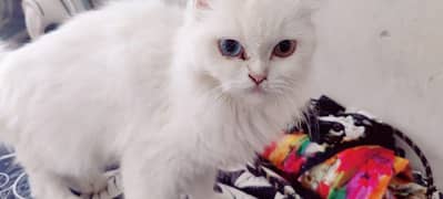 beautiful white cat two shaded eye