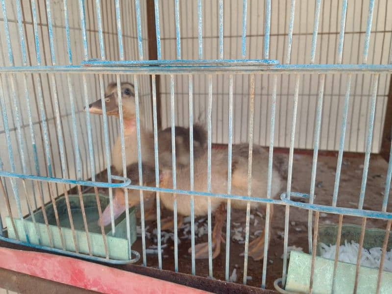 dove hens duck and batair pair 9