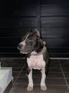 Pitbull Dog Ready For meeting cross 3 year