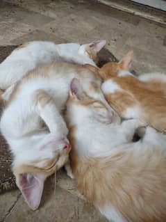 Adorable Ginger & White Cats for Sale