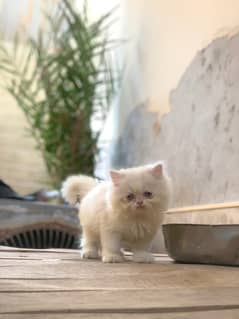 persian kitten available