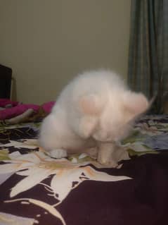 3 Month Male Persian Kittens For Sale - Persian Cat