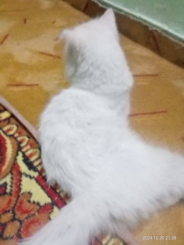 Persian cat | persian Triple coat | cat for sale | Doll Face 0