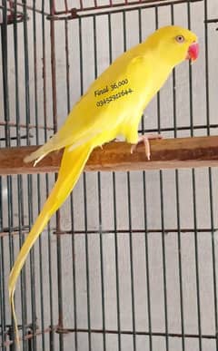 Yellow Ringneck Female Adult Breeding