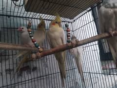 Cocktail Parrot Breeder Pair For Sale In Lahore