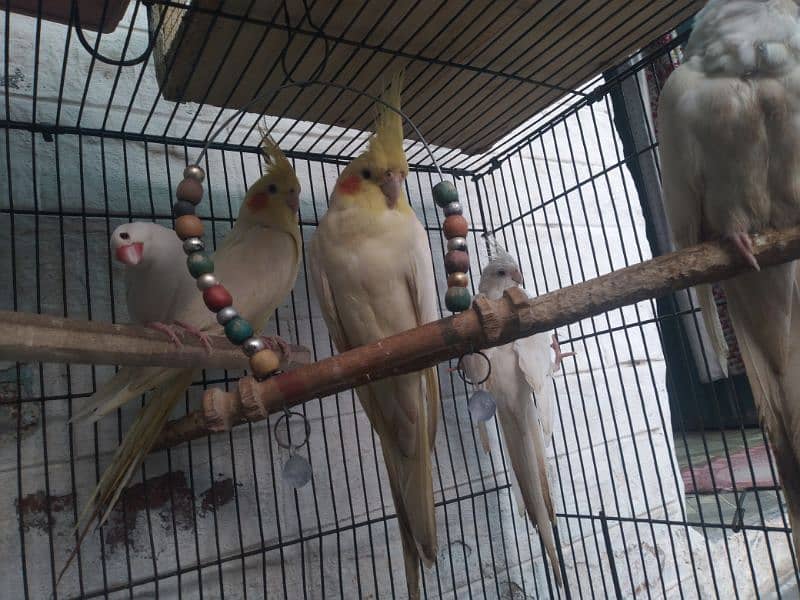 Cocktail Parrot Breeder Pair For Sale In Lahore 1