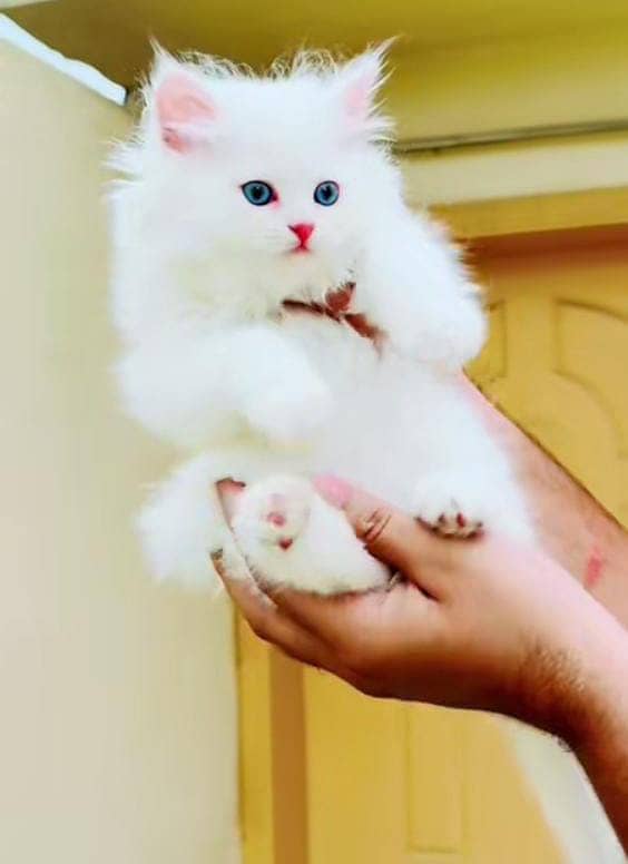 Persian cat for sale female or male my WhatsApp 0313=49=25=408 3