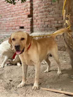 Labrador for sale