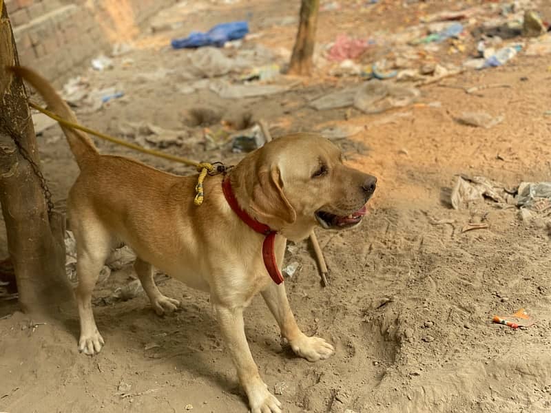 Labrador for sale 1