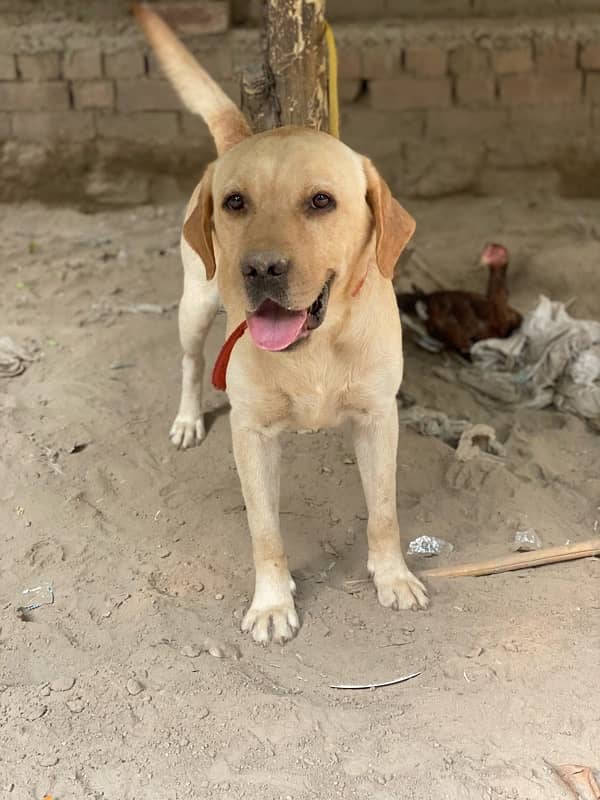 Labrador for sale 4