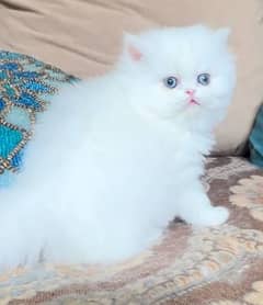 Persian cat for sale female or male my WhatsApp 0313=49=25=408