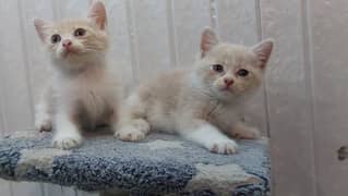 Persian kitten pair for sale