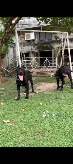 Imported Cane corso puppies available for sale