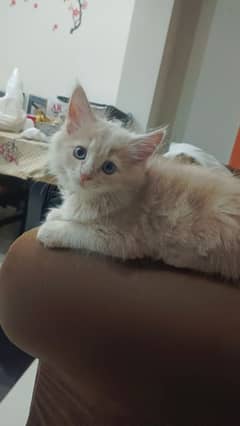 Persian male and female cat ready for adoption