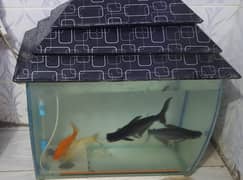 AQUARIUM WITH FISH FOR SALE