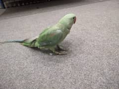 kashmiri Raw Baby Talking  Parrot