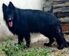 Belgian shepherd Male for stud