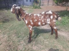 bakri about 6 mnth