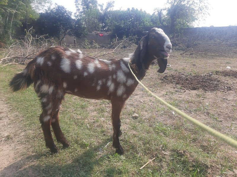 bakri about 6 mnth 2