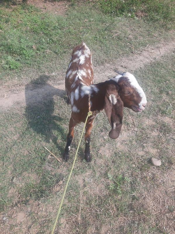 bakri about 6 mnth 3