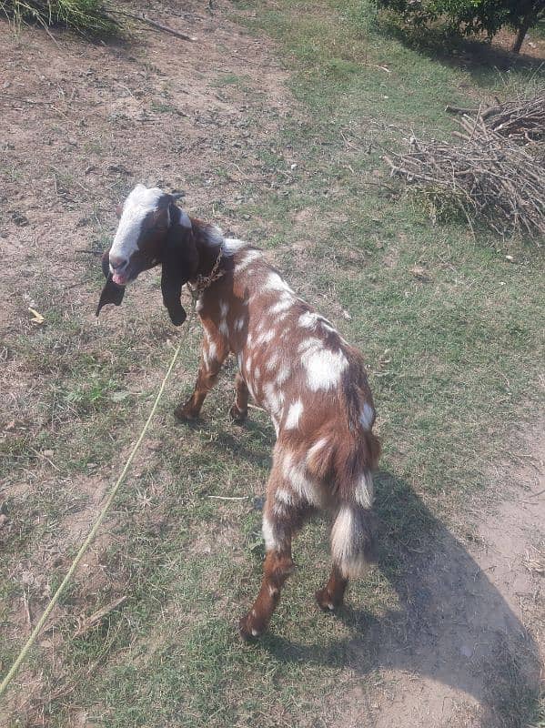 bakri about 6 mnth 5