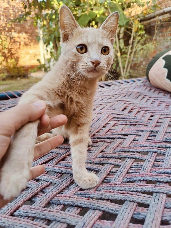 Persian kitten 4 months age 0