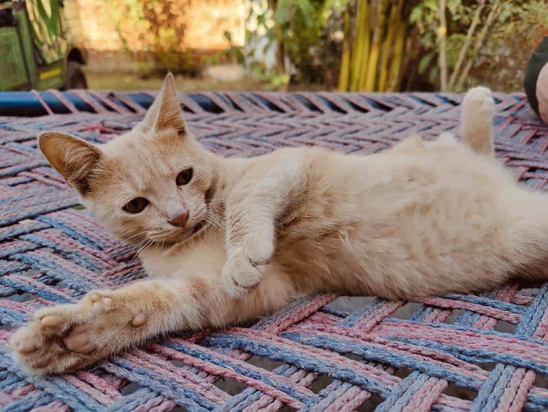 Persian kitten 4 months age 1