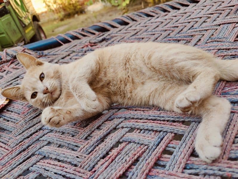 Persian kitten 4 months age 2