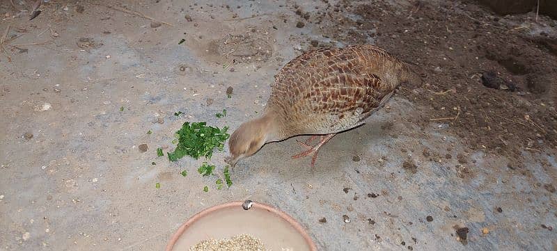 irani pair breeder 1