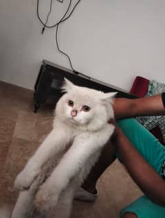 A pair of persian cat white color one year old for sale