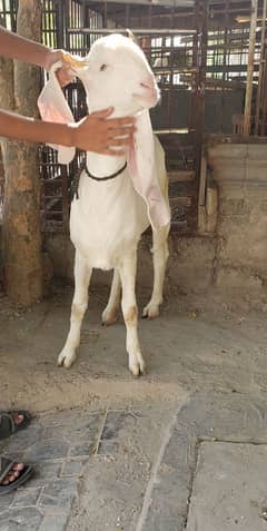 gulabi goat for sale