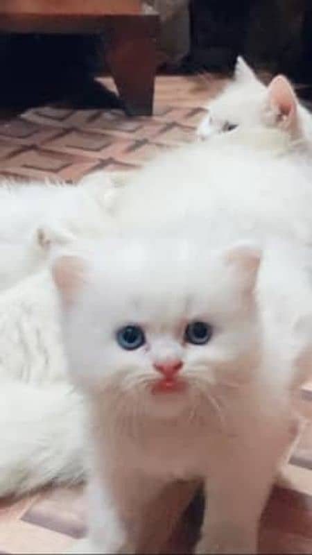 Persian cat for sale vaccine clear female my WhatsApp0329=4113492 1