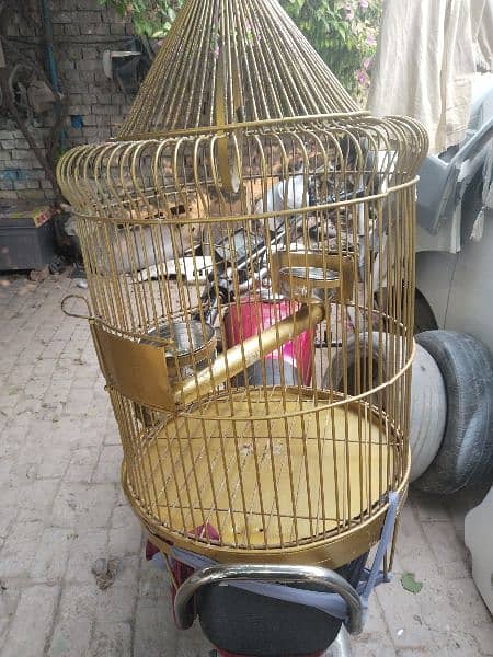 cage ha new 1