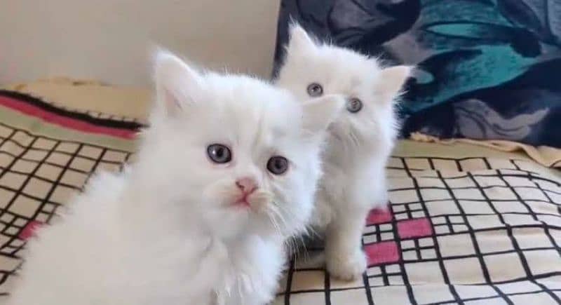 Persian cat foale vaccine carrier share on my WhatsApp 0329=41=13=492 2