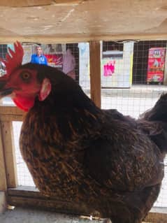 organic Egg laying golden misri hens for sale