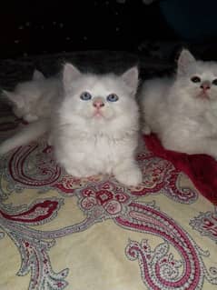 kitten forsale pair