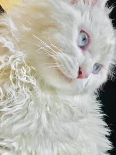 Persian cat (male) for sale.